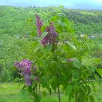 Olenka *