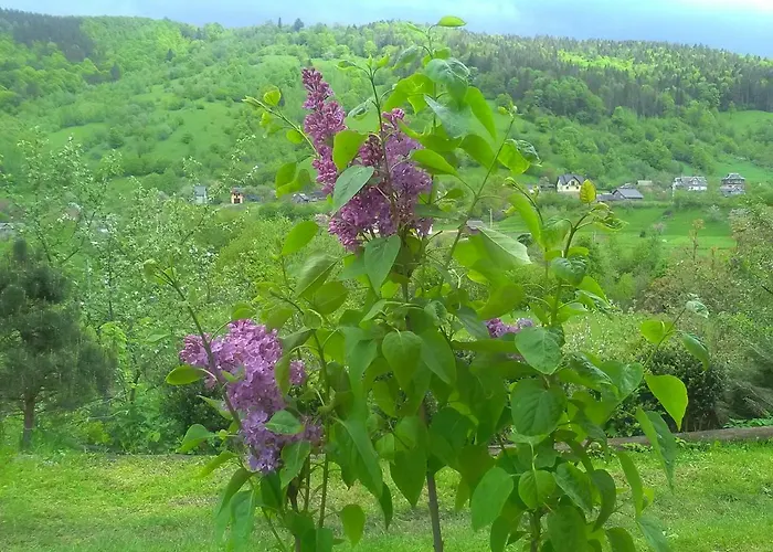 Olenka *
